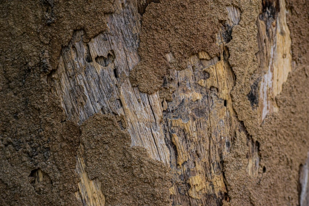 Close up of wood showing internal termite galleries and damage